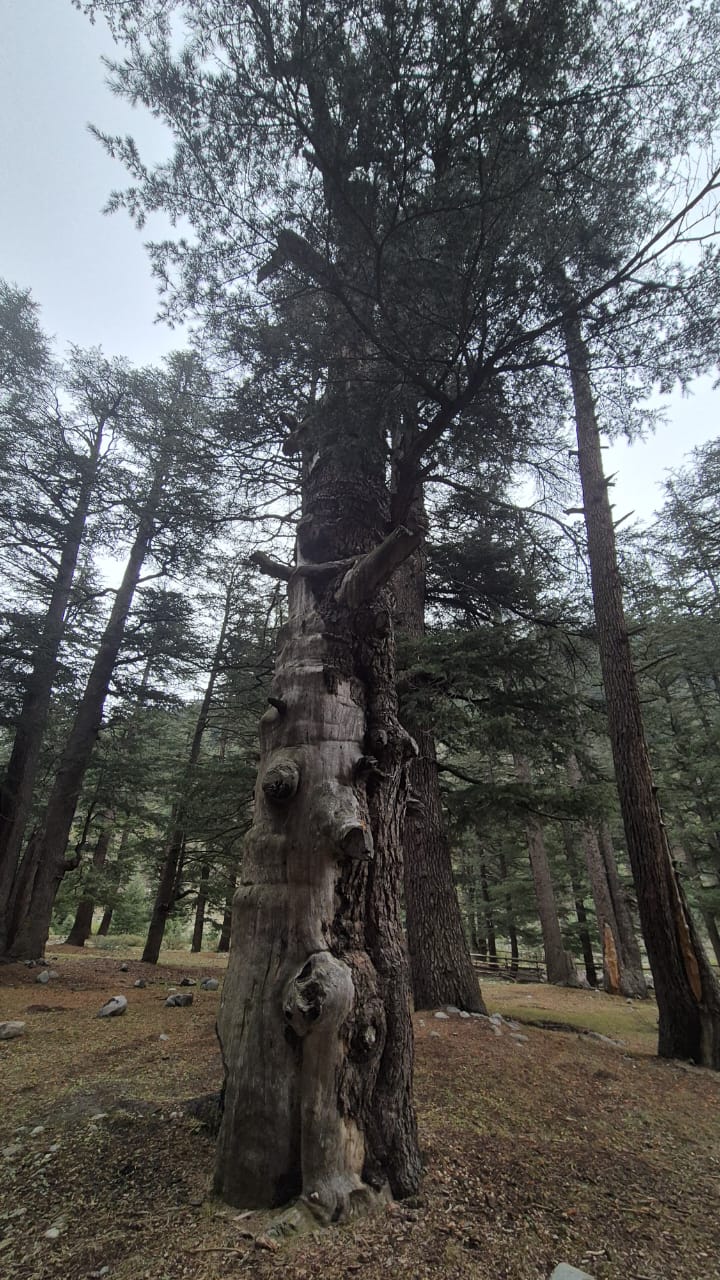 WhatsApp Image 2025-11-12 at 12.00.52 AM (3)